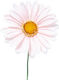 Stoff Gänseblümchen Rosa 16cm A20556