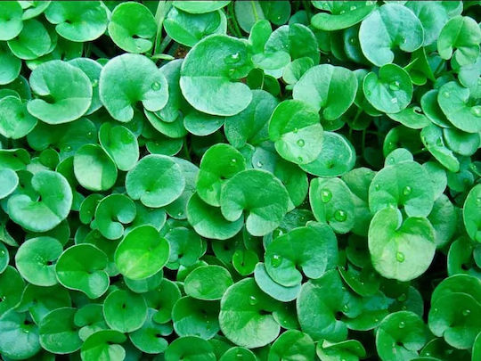 Σπόρος Γκαζόν Διχόνδρα Τριφύλλι (Dichondra Repens) 500gr