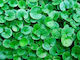 Σπόρος Γκαζόν Διχόνδρα Τριφύλλι (Dichondra Repens) 25gr