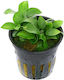 Aquaflora Anubias Barteri Var Nana Mini Mini Topf