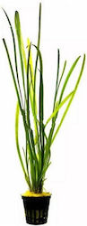 Aquaflora Vallisneria Spiralis Leopard Ps