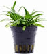 Aquaflora Sagittaria Subulata Plant Pot