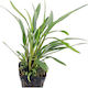 Aquaflora Cryptocoryne X Willisii Lucens Plant