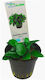 Aquaflora Anubias Barteri Var Nana Mini Pot