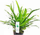 Aquaflora Microsorum Pteropus XL