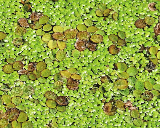 Live Aquarium Pond Floating Plants Salvinia Minima Cup