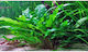 Cryptocoryne Wendtii Grün