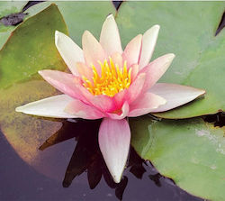 Lawana Nymphaea Natura Coco Sioux Lawana Nymphaea Natura Coco Sioux