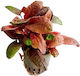 Stoffels Cryptocoryne Nevilli Live Aquarium Plant