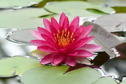 S.i Nymphaea Natura Coco "attraction' S.i Nymphaea Natura Coco "attraction'
