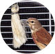 Sisal Fibre Bird Nest for Cages Antistress