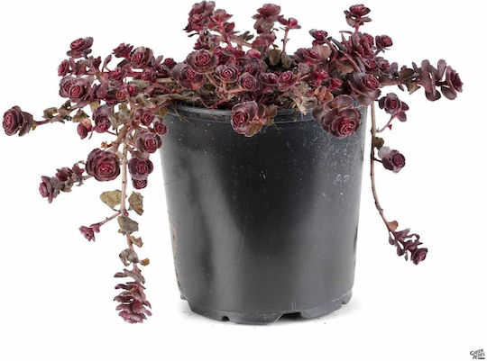 Σέντουμ Sedum Spurium Deep Rose