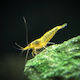Neocaridina Davidi Yellow