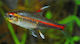 Hemigrammus Erythrozonus M