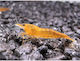 Neocaridina Davidi Orange