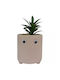 Eyes Pot & Artificial Succulent