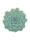 Echeveria 'heart Signal' 10.5m