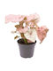Syngonium 'Neon' 6cm