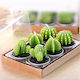 Tealights Aromatic in Green Color 6pcs