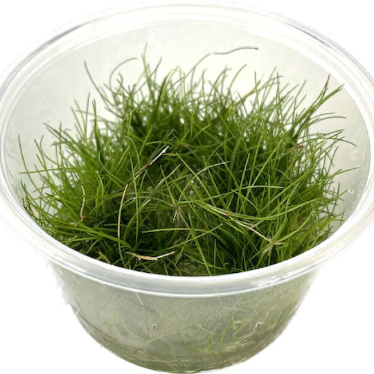 Sg Eleocharis Parvula Epaqvitro 100 Ml Cup