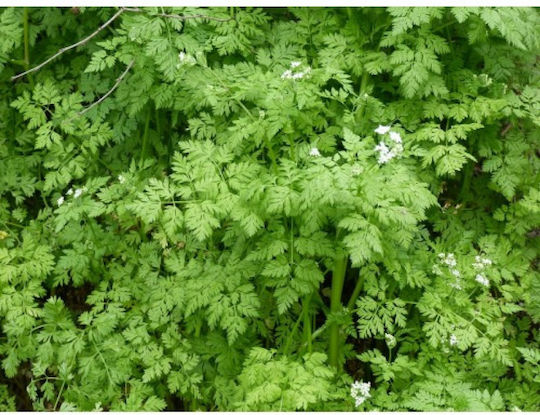 Geniki Fytotechniki Athinon Seeds Chervil 500gr