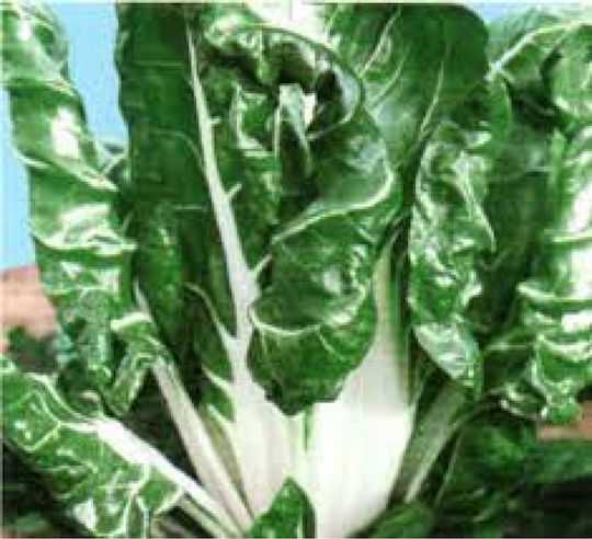 Geniki Fytotechniki Athinon Samen Weiße Rübe Verde Costa Argentata 500gr