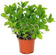 Oem Mentă Mentha Spicata
