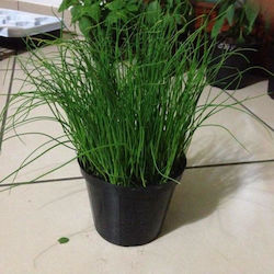Oem Σχοινόπρασο Allium Schoenoprasum
