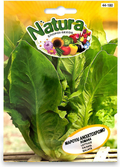 Romana Natura Straight Light-Colored Lettuce Seed