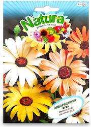 Samen Dimorphothek Mischung Natura Samen Dimorphothek Mischung Natura