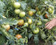 Tomato Seeds Clever F1 1000sd