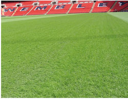 Semințe Gazon Rezistent Wembley