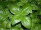 Basil Seed Medium Italian 1gr Nr 12637 Variety Upright Bright Green Leaves Very Aromatic