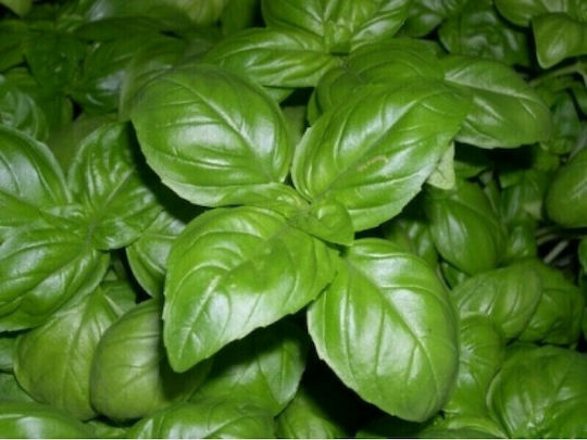 Basil Seed Medium Italian 1gr Nr 12637 Variety Upright Bright Green Leaves Very Aromatic