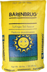 Lawn Fescue Festuca Arundinacea Barnoble Weight 1 Kilo