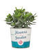 Scheurich Retro Garden Mini-flower Garden 870