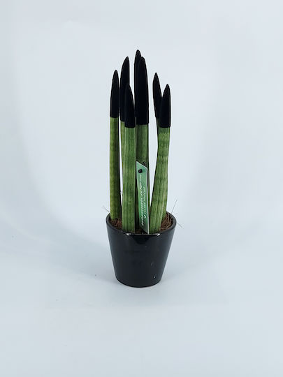 Sansevieria Цилиндрична Черна