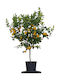 Mandarin Encore 12-Liter