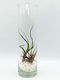 Airplant Tilandsia Multiflora & Bulbosa Glass Bowl White Pebbles