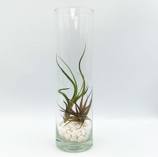 Tilandsia Multiflora & Bulbosa Luftpflanze in Glaskugel mit Weißen Steinen