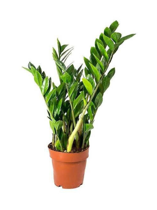 Zάμια Zamioculcas Zamiifolia Υ:40cm Ø12cm