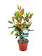 Magnolia Magnolia Grandiflora 'Little Gem' Aromatic