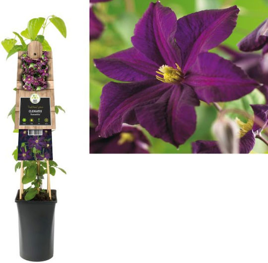Κληματίδα Clematis Romantika Κληματίδα Clematis Romantika