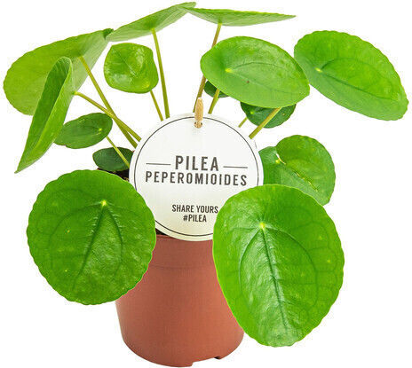 Πιλέα Pilea Peperomioides