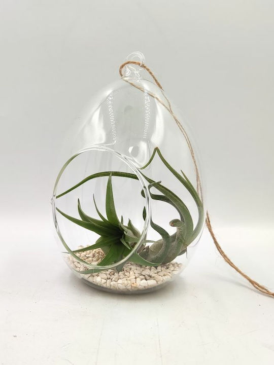 Hängende Zusammensetzung Von Luftpflanzen Tilandsia Multiflora & Bulbosa