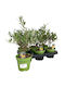 Măslin Olea Europaea Bonsai