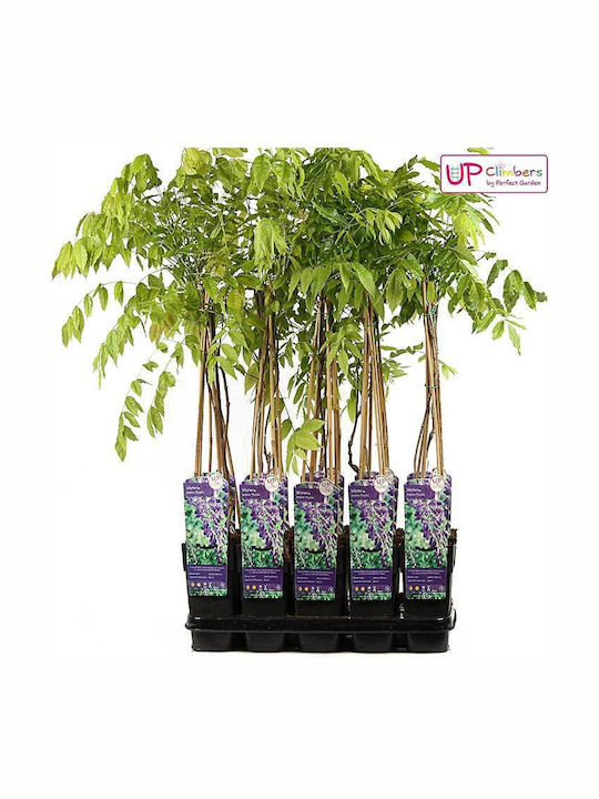 Wisteria 'prolific' 17cm Wisteria 'prolific' 17cm