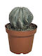 Euphorbia Horrida Alba 13см