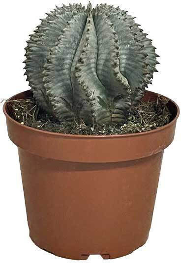 Euphorbia Horrida Alba 13см