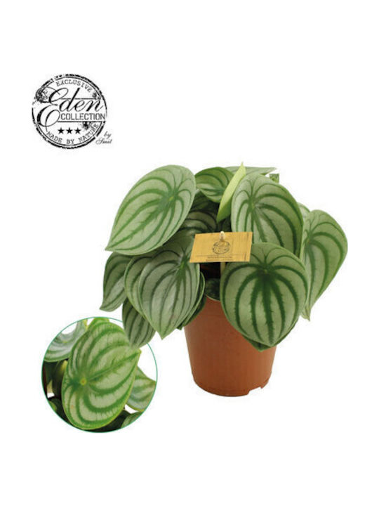 Πεπερόμια Peperomia Argyreia Watermelon